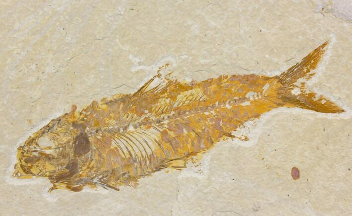 Fossil Fish (Knightia) - Wyoming #150641